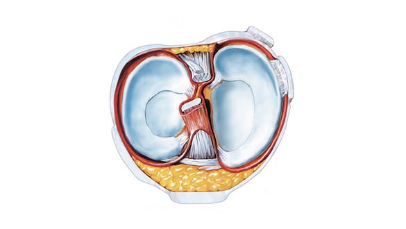 Anatomy of the knee joint