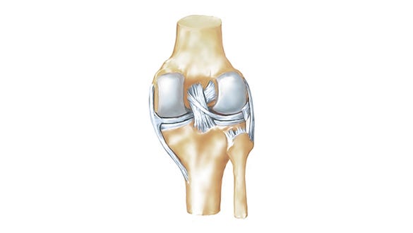 Anatomy of the knee joint Anatomy of the knee joint